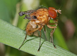 Pegomya testacea / Ohne deutschen Namen / Blumenfliegen - Anthomyiidae / Ordnung: Zweiflgler - Diptera / Fliegen - Brachycera