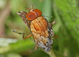 Pegomya testacea / Ohne deutschen Namen / Blumenfliegen - Anthomyiidae / Ordnung: Zweiflgler - Diptera / Fliegen - Brachycera