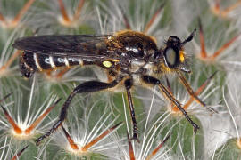 Choerades marginata / Gemeine Mordfliege / Raubfliegen - Asilidae - Laphriinae / Ordnung: Zweiflügler - Diptera