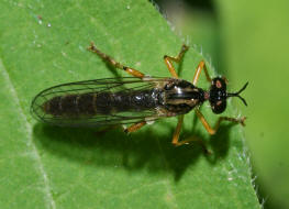 Dioctria linearis / Gestreifte Habichtsfliege / Raubfliegen - Asilidae - Stenopogoninae