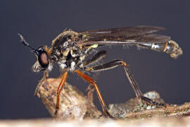 Dioctria rufipes / Hcker-Habichtsfliege / Raubfliegen - Asilidae - Stenopogoninae / Ordnung: Zweiflgler - Diptera