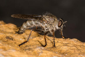 Tolmerus atricapillus / Gemeine Raubfliege / Raubfliegen - Asilidae - Asilinae