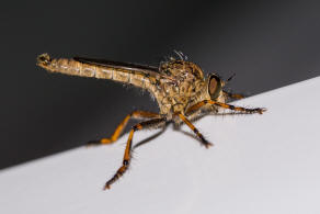 Tolmerus cingulatus / Burschen-Raubfliege / Raubfliegen - Asilidae - Asilinae / Ordnung: Zweiflgler - Diptera