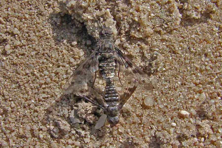 Anthrax varius / Schweber (bei der Paarung - das größere Insekt ist das Weibchen) / Anthrax varius / Ohne deutschen Namen (syn. Argyramoeba varia) / Schweber - Bombyliidae / Diptera - Zweiflügler / Brachycera - Fliegen