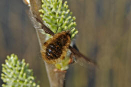 Bombylius major / Groer Wollschweber (auch Hummelschweber) / Familie: Wollschweber - Bombyliidae / Ordnung: Zweifller - Diptera