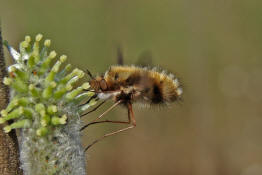 Bombylius major / Groer Wollschweber (auch Hummelschweber) / Familie: Wollschweber - Bombyliidae / Ordnung: Zweifller - Diptera