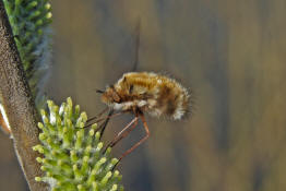 Bombylius major / Groer Wollschweber (auch Hummelschweber) / Familie: Wollschweber - Bombyliidae / Ordnung: Zweifller - Diptera