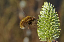 Bombylius major / Groer Wollschweber (auch Hummelschweber) / Familie: Wollschweber - Bombyliidae / Ordnung: Zweifller - Diptera