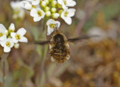 Bombylius major / Groer Wollschweber (auch Hummelschweber) / Familie: Wollschweber - Bombyliidae / Ordnung: Zweifller - Diptera