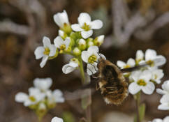 Bombylius major / Groer Wollschweber (auch Hummelschweber) / Familie: Wollschweber - Bombyliidae / Ordnung: Zweifller - Diptera