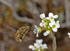 Bombylius major / Groer Wollschweber (auch Hummelschweber) / Familie: Wollschweber - Bombyliidae / Ordnung: Zweifller - Diptera