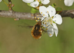 Bombylius major / Groer Wollschweber (auch Hummelschweber) / Familie: Wollschweber - Bombyliidae / Ordnung: Zweifller - Diptera