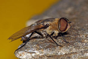 Exoprosopa minos (Meigen, 1804) / Schweber - Bombyliidae - Anthracinae