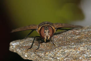 Exoprosopa minos (Meigen, 1804) / Schweber - Bombyliidae - Anthracinae