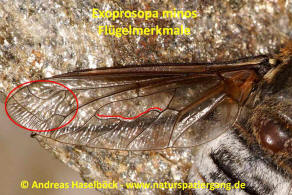 Exoprosopa minos (Meigen, 1804) / Schweber - Bombyliidae - Anthracinae