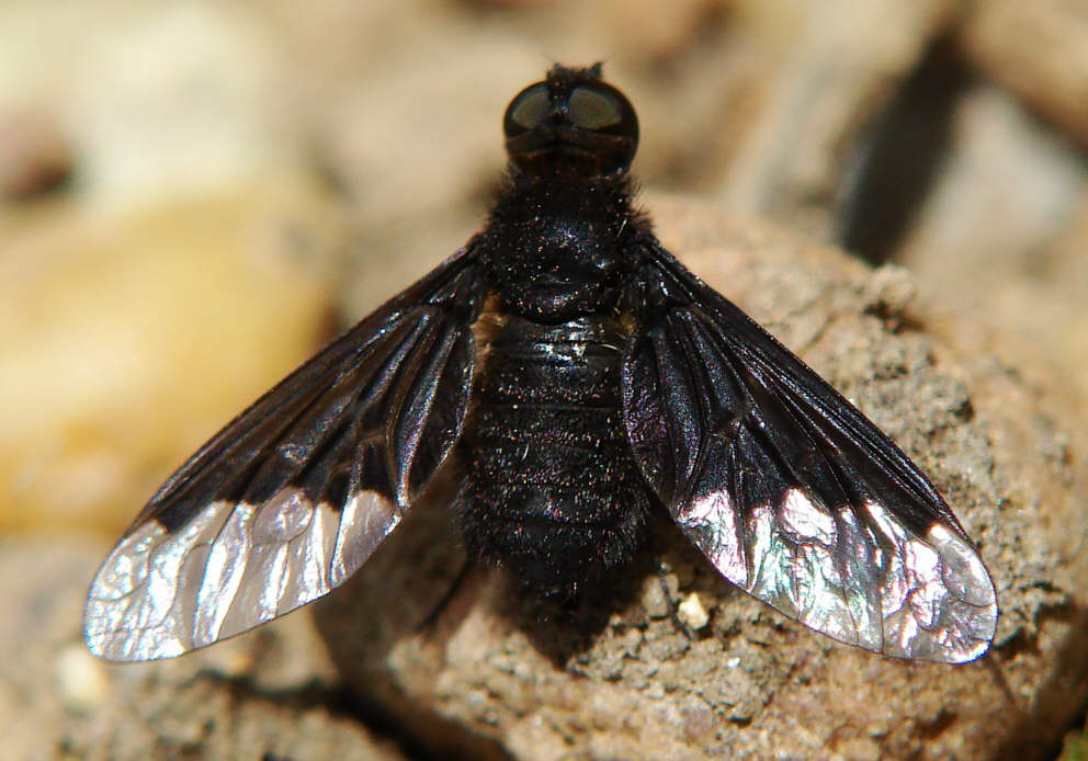 Hemipenthes morio / Trauerschweber / Schweber - Bombyliidae / Diptera - Zweiflügler / Brachycera - Fliegen