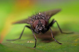 Bellardia bayeri / Ohne deutschen Namen / Schmeifliegen - Calliphoridae / Ordnung: Zweiflgler - Diptera / Fliegen - Brachycera