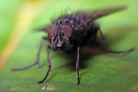 Bellardia bayeri / Ohne deutschen Namen / Schmeifliegen - Calliphoridae / Ordnung: Zweiflgler - Diptera / Fliegen - Brachycera