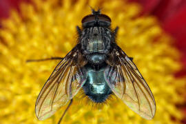 Bellardia bayeri / Ohne deutschen Namen / Schmeifliegen - Calliphoridae / Ordnung: Zweiflgler - Diptera / Fliegen - Brachycera