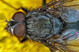 Bellardia bayeri / Ohne deutschen Namen / Schmeifliegen - Calliphoridae / Ordnung: Zweiflgler - Diptera / Fliegen - Brachycera