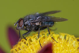 Bellardia bayeri / Ohne deutschen Namen / Schmeifliegen - Calliphoridae / Ordnung: Zweiflgler - Diptera / Fliegen - Brachycera