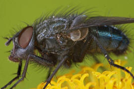 Bellardia bayeri / Ohne deutschen Namen / Schmeifliegen - Calliphoridae / Ordnung: Zweiflgler - Diptera / Fliegen - Brachycera