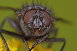 Bellardia bayeri / Ohne deutschen Namen / Schmeifliegen - Calliphoridae / Ordnung: Zweiflgler - Diptera / Fliegen - Brachycera