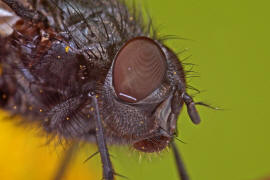 Bellardia bayeri / Ohne deutschen Namen / Schmeifliegen - Calliphoridae / Ordnung: Zweiflgler - Diptera / Fliegen - Brachycera