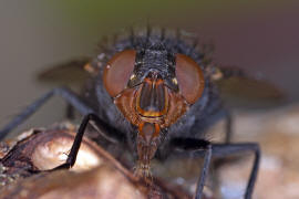 Calliphora vicina / Blaue Schmeifliege / Schmeifliegen - Calliphoridae / Ordnung: Zweiflgler - Diptera / Fliegen - Brachycera