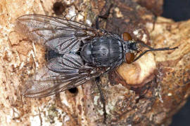 Calliphora vicina / Blaue Schmeifliege / Schmeifliegen - Calliphoridae / Ordnung: Zweiflgler - Diptera / Fliegen - Brachycera