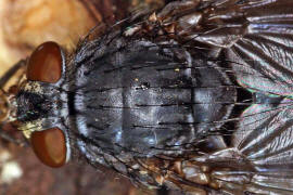 Calliphora vicina / Blaue Schmeifliege / Schmeifliegen - Calliphoridae / Ordnung: Zweiflgler - Diptera / Fliegen - Brachycera