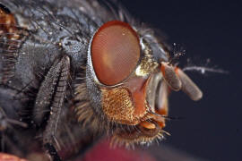 Calliphora vicina / Blaue Schmeifliege / Schmeifliegen - Calliphoridae / Ordnung: Zweiflgler - Diptera / Fliegen - Brachycera