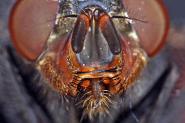 Calliphora vicina / Blaue Schmeifliege / Schmeifliegen - Calliphoridae / Ordnung: Zweiflgler - Diptera / Fliegen - Brachycera