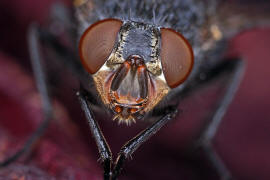 Calliphora vicina / Blaue Schmeifliege / Schmeifliegen - Calliphoridae / Ordnung: Zweiflgler - Diptera / Fliegen - Brachycera