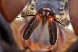 Calliphora vicina / Blaue Schmeifliege / Schmeifliegen - Calliphoridae / Ordnung: Zweiflgler - Diptera / Fliegen - Brachycera