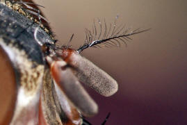 Calliphora vicina / Blaue Schmeifliege / Schmeifliegen - Calliphoridae / Ordnung: Zweiflgler - Diptera / Fliegen - Brachycera