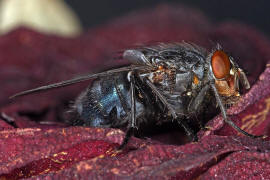 Calliphora vicina / Blaue Schmeifliege / Schmeifliegen - Calliphoridae / Ordnung: Zweiflgler - Diptera / Fliegen - Brachycera