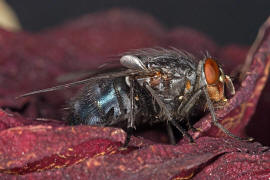 Calliphora vicina / Blaue Schmeifliege / Schmeifliegen - Calliphoridae / Ordnung: Zweiflgler - Diptera / Fliegen - Brachycera