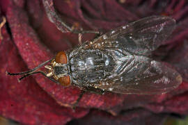 Calliphora vicina / Blaue Schmeifliege / Schmeifliegen - Calliphoridae / Ordnung: Zweiflgler - Diptera / Fliegen - Brachycera