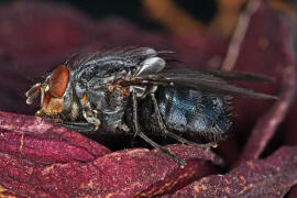 Calliphora vicina / Blaue Schmeißfliege / Schmeißfliegen - Calliphoridae / Ordnung: Zweiflügler - Diptera / Fliegen - Brachycera