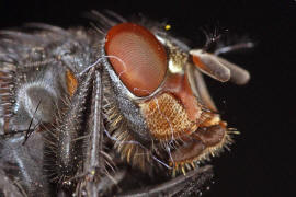 Calliphora vicina / Blaue Schmeifliege / Schmeifliegen - Calliphoridae / Ordnung: Zweiflgler - Diptera / Fliegen - Brachycera