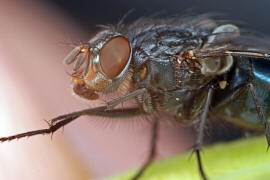 Calliphora vicina / Blaue Schmeifliege / Schmeifliegen - Calliphoridae / Ordnung: Zweiflgler - Diptera / Fliegen - Brachycera