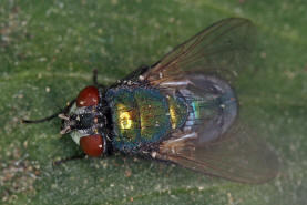 Lucilia sericata / "Goldfliege" / Schmeifliegen - Calliphoridae / Ordnung: Zweiflgler - Diptera / Fliegen - Brachycera