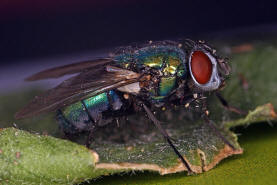 Lucilia sericata / "Goldfliege" / Schmeifliegen - Calliphoridae / Ordnung: Zweiflgler - Diptera / Fliegen - Brachycera