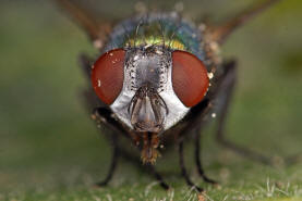 Lucilia sericata / "Goldfliege" / Schmeifliegen - Calliphoridae / Ordnung: Zweiflgler - Diptera / Fliegen - Brachycera