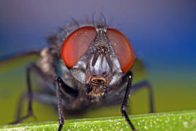 Lucilia sericata / "Goldfliege" / Schmeifliegen - Calliphoridae / Ordnung: Zweiflgler - Diptera / Fliegen - Brachycera