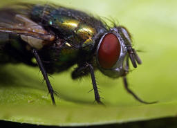 Lucilia sericata / "Goldfliege" / Schmeifliegen - Calliphoridae / Ordnung: Zweiflgler - Diptera / Fliegen - Brachycera