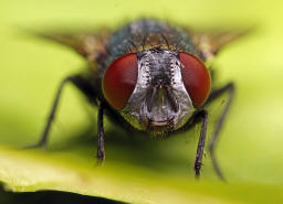 Lucilia sericata / "Goldfliege" / Schmeifliegen - Calliphoridae / Ordnung: Zweiflgler - Diptera / Fliegen - Brachycera