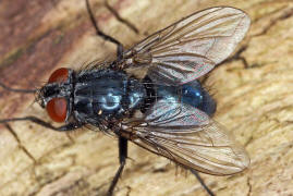 Melinda viridicyanea / Ohne deutschen Namen / Schmeifliegen - Calliphoridae / Ordnung: Zweiflgler - Diptera / Fliegen - Brachycera