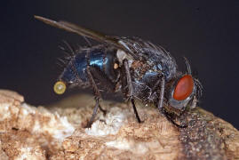 Melinda viridicyanea / Ohne deutschen Namen / Schmeifliegen - Calliphoridae / Ordnung: Zweiflgler - Diptera / Fliegen - Brachycera